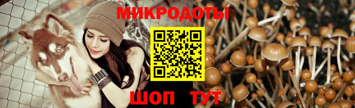 Галлюциногенные грибы Psilocybine cubensis Волгодонск